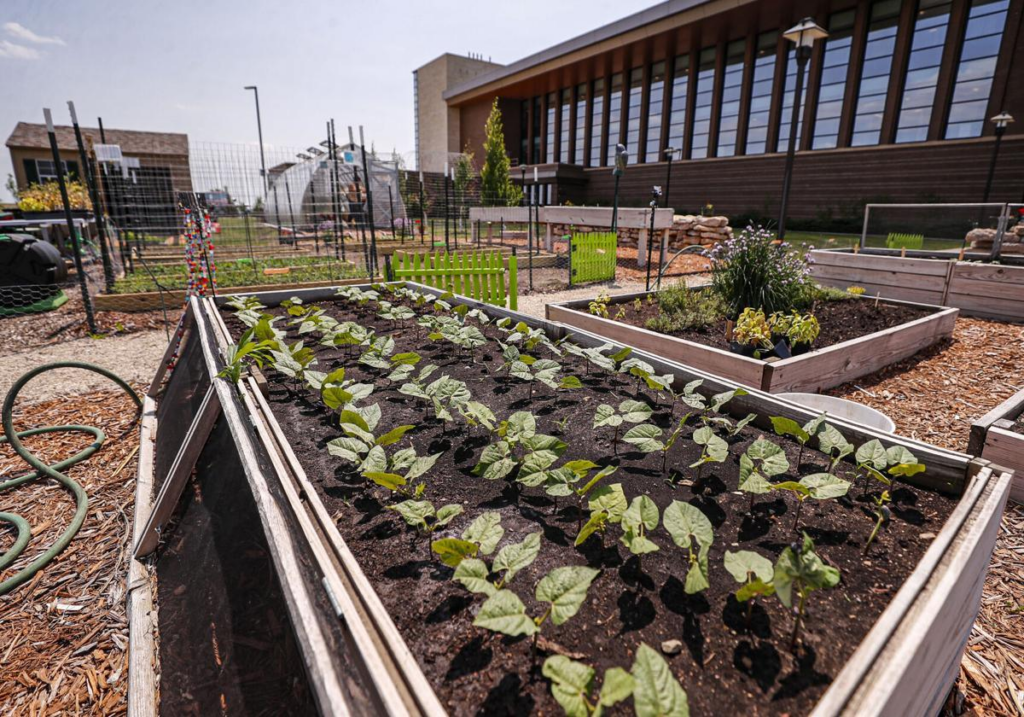 A large garden box with sprouts growing from it.